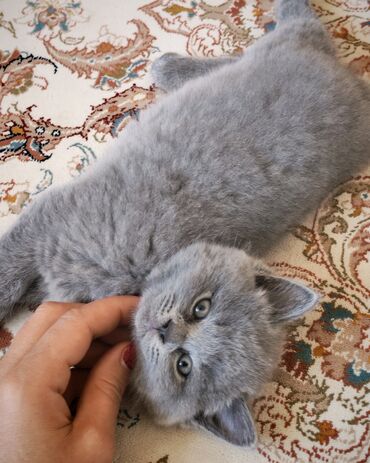 Pişiklər: Britan, Erkək — 4