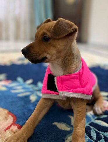 İtlər: Zərif və ağıllı ba - Cins: Cek Rassel Teryer - Rəng: qızılı-qəhvəyi — 3