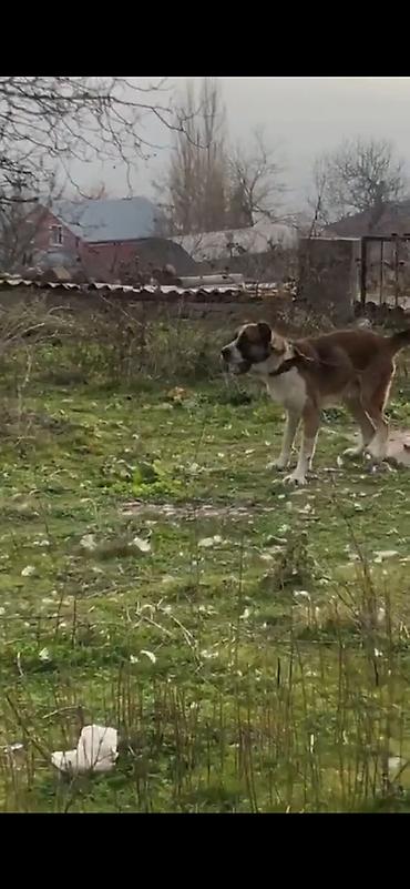 пудель карликовый цена: Гурдбасар, 3 годa, Самец, Платная доставка — 2
