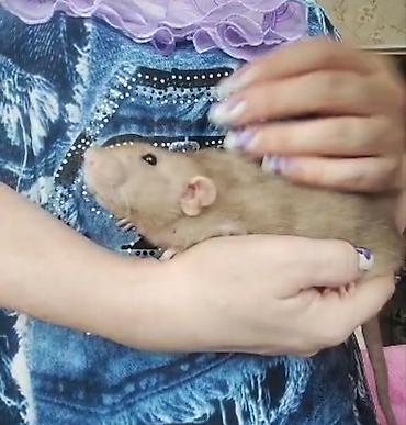 Кемирүүчүлөр: Питомник крыс Rat Haus Love . Предлагает пару молодых крыс . Мальчик — 7