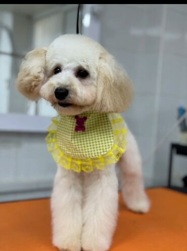 Akvarium aksessuar və ləvazimatları: Pudel, 10 ay, Erkek, Peyvəndli, Ödənişli çatdırılma