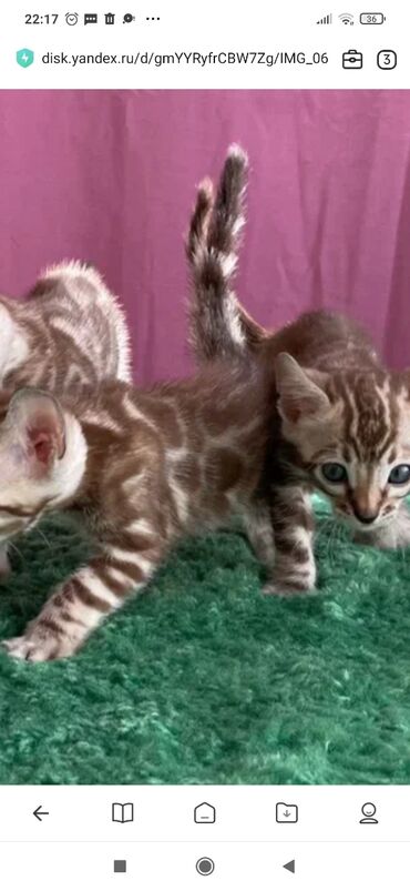 Продажа кошек: Бенгальская, 1 месяц, Мальчик, Белый, С документами, С прививками, Приучена к лотку — 11