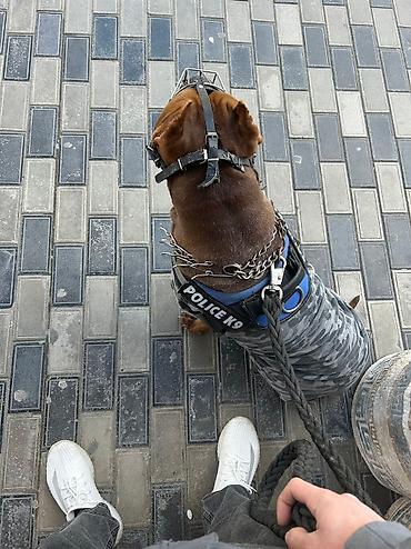 İtlər: Pitbul, 4 il, Erkək, Cütləşmə üçün, Ünvandan götürmə — 3