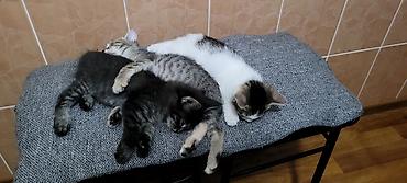 ищу котят: Отдам в добрые руки! Котята домашние. К лотку приучены, в еде не — 2