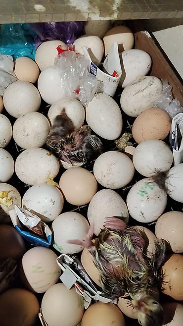 Инкубаторы: Инкубатор «Норма Луппер» - Тип: электрический инкубатор для птицы - — 12