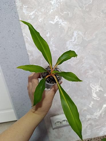 Сингониумы: Распродажа сортовых и редких комнатных растений, цены и названия — 21