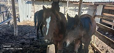 Лошади, кони: Продаю | Жеребенок | Полукровка | Рабочий — 7