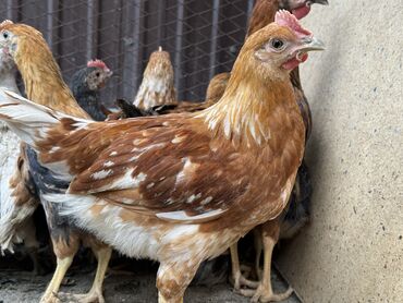 карлики кур: Продаю | Цыплята | Хай-Лайн Браун, Хай-Лайн Соня Грей | Для разведения
