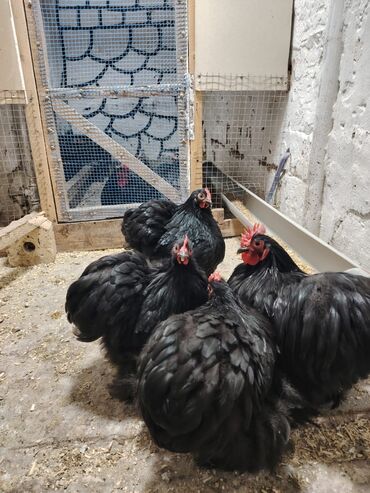 ayam cemani yumurta: Toyuq, Yumurtalıq