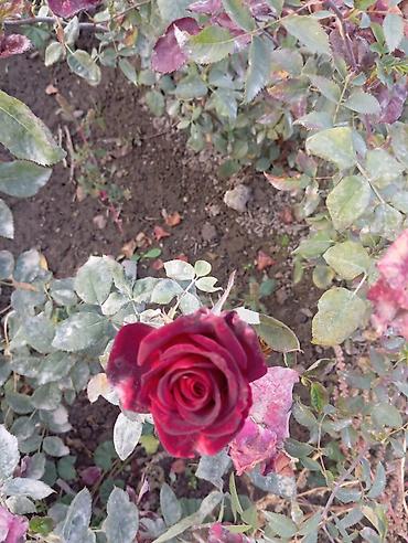 Другие садовые цветы и кустарники: Саженцы садовых роз и хризантем - Розы чайно-гибридные/флорибунда — 5