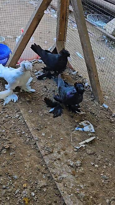 Heyvanlar: Cins göyərçinlər – 3 ədəd - Növ: bəzək/şou tipli ayaqları tüklü — 3