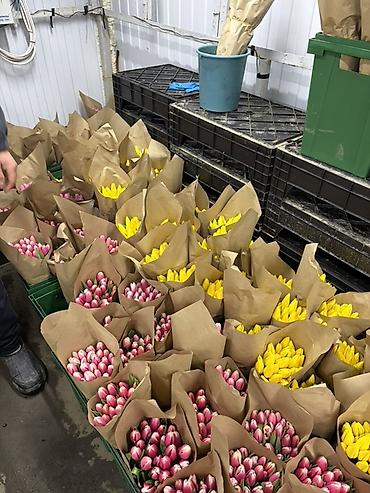 Букеты из живых цветов: Тюльпаны От 130сом за шт Чем больше шт тем больше скидка at lalafo.kg — 1 Букеты из живых цветов: Тюльпаны От 130сом за шт Чем больше шт тем больше скидка — 1