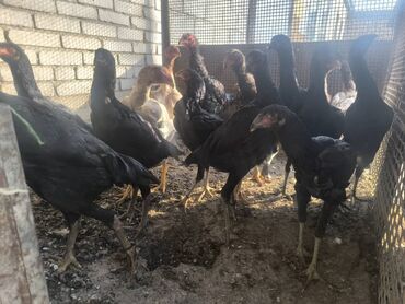 дом для животных: Продаю только Кулачки двадцать шт, на выбор по два пятцот