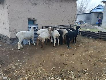 Баран, овца: Продаю | Овца (самка) | Полукровка | Для разведения | Ярка — 3