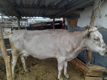 Коровы, быки: Продаю | Корова (самка) | Для молока | После отела