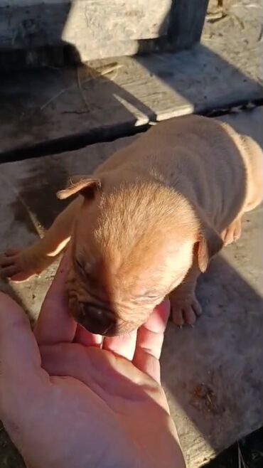 İtlər: Pitbul, 1 ay, Erkek, Peyvəndli, Pulsuz çatdırılma — 10