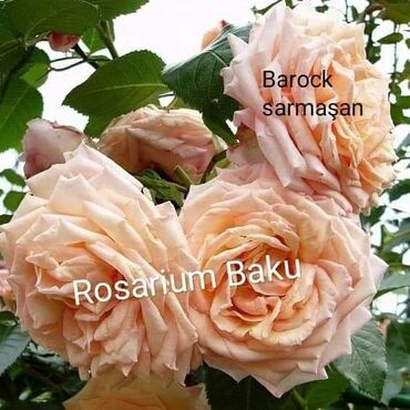 Şitillər: Sort qizilgul kollari ve sarmasanlarinin satişi .Ozumuz calaq yolunile -da lalafo.az — 26 Şitillər: Sort qizilgul kollari ve sarmasanlarinin satişi .Ozumuz calaq yolunile — 26