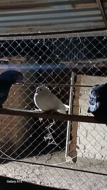 Птицы: Голуби декоративные (несколько особей) - Породы/типы: украшенные — 5