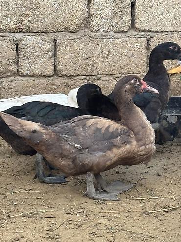balaca it ucuz: Salam Alekum hamsı satılır kom 17 manatdır — 1