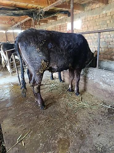 Коровы, быки: Продаю | Бык (самец) | На откорм | Привязанные — 11