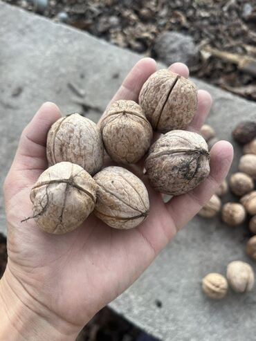 кока кола бишкек цена: Грецкий орех в скорлупе, урожай с приусадебного участка. - Крупный