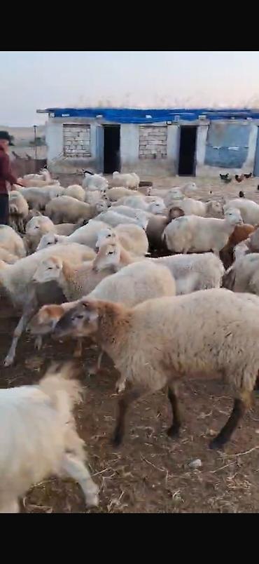qoyun yanıbala: 🐑 210 baş qoyun, quzu və keçi satılır Ümumi 210 başdır. İçərisində — 9