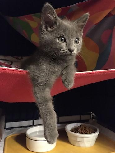 Продажа кошек: 🐱❤️ Малыши в поисках дома! Посмотрите на эти мордашки — каждому из них — 3