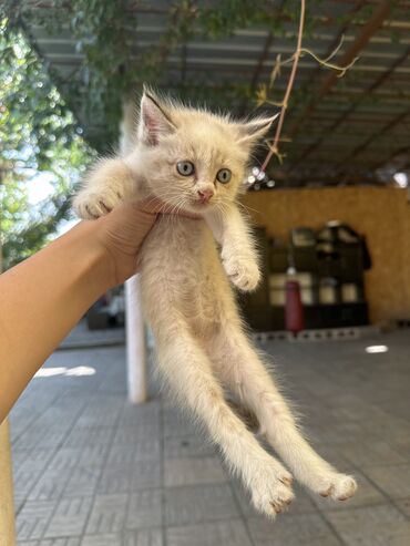 кошки котята: Пристраивается котенок девочка 2 месяца очень красивая и ласковая