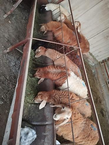 Продам с/х животных: Продаю | Овца (самка) | Полукровка | Для разведения | Ярка — 3