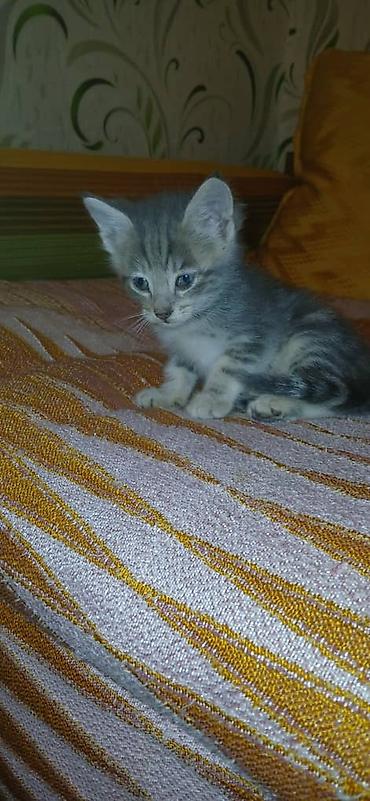 наполнитель для котят: Котята, домашние - Окрас: два угольно‑чёрных котёнка с небольшими — 3