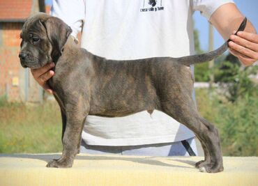 Psi: Cane Corso štenci dostupni za rezervaciju! U ponudi imamo tri na lalafo.rs — 9 Psi: Cane Corso štenci dostupni za rezervaciju! U ponudi imamo tri — 9