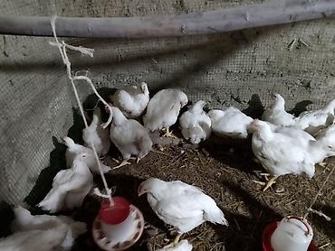 продам кента: Продаю | Цыплята | Бройлерная | На забой — 1