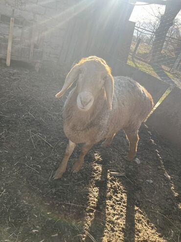 Бараны, овцы: Продаю | Овца (самка) | Для разведения — 5