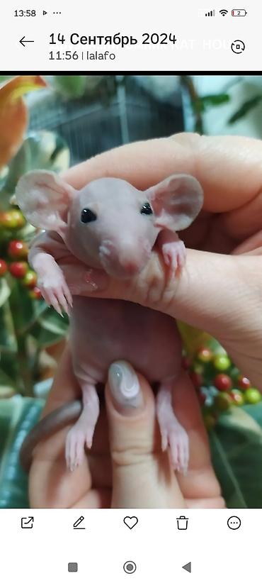 хомяки ош: Привет друзья. в питомнике Rat hause Love, родились новые детки — 7