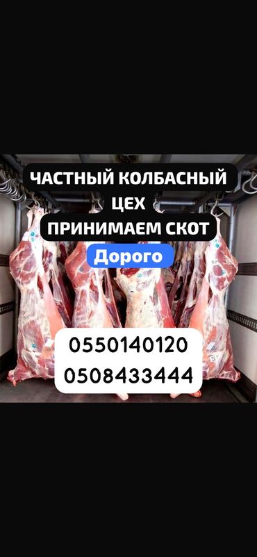жаш тайлар: Куплю | Коровы, быки, Лошади, кони, Бараны, овцы | Круглосуточно, Любое состояние, Забитый