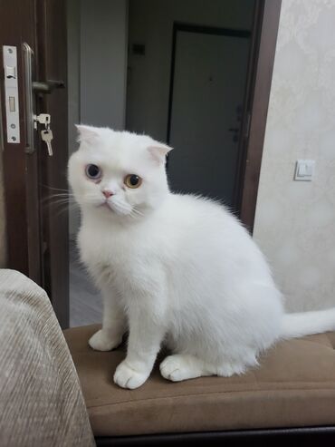 Gəmiricilər: Şotland yastı qulaq, Dişi, Yaxşı əllərə