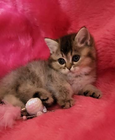 Pişiklər: Britan — 4