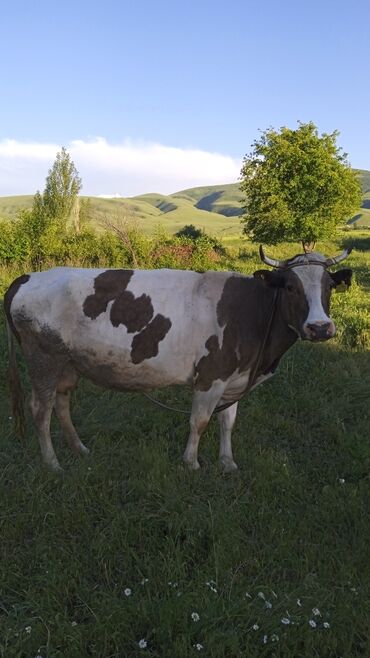 Коровы, быки: Продаю | Корова (самка) | На откорм