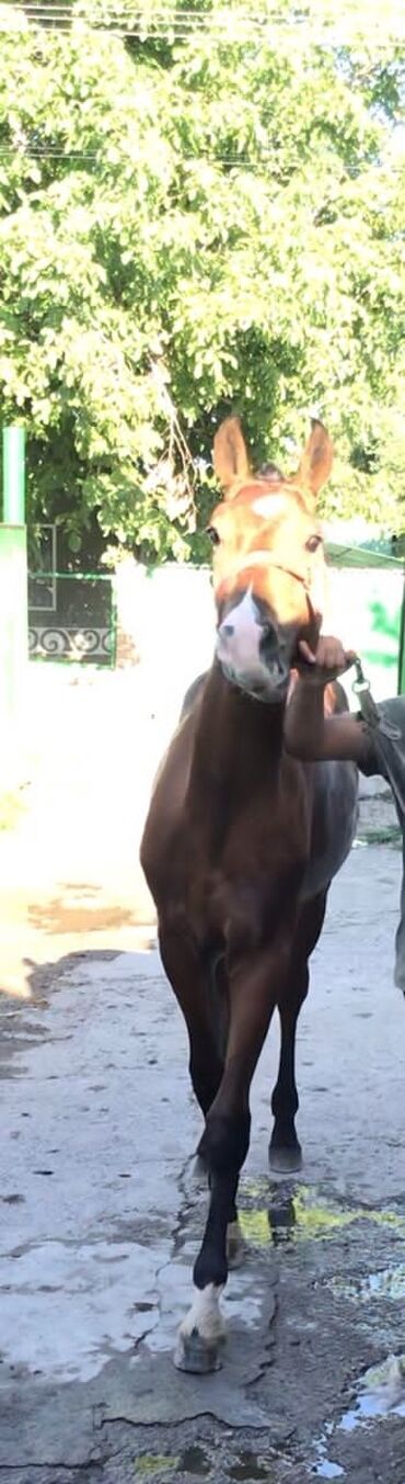 конный спорт бишкек цены в Кыргызстан | Услуги: Продаю | Жеребенок | Конный спорт