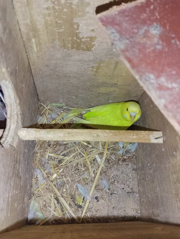 Yuvalar: Dalmaçı qayığı (nimfa/paraket) üçün yuvalama qutusu və cüt dalğıc — 9