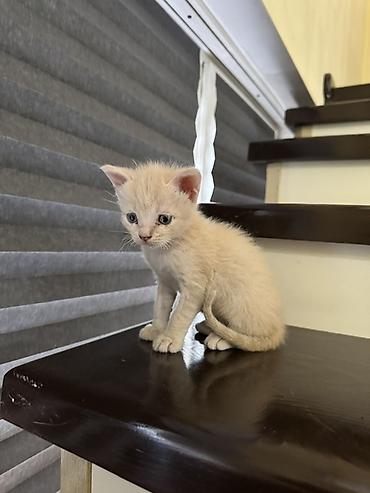 Продажа кошек: Продаю котят Мама шотландская вислоухая рыжий мальчик остальные — 12