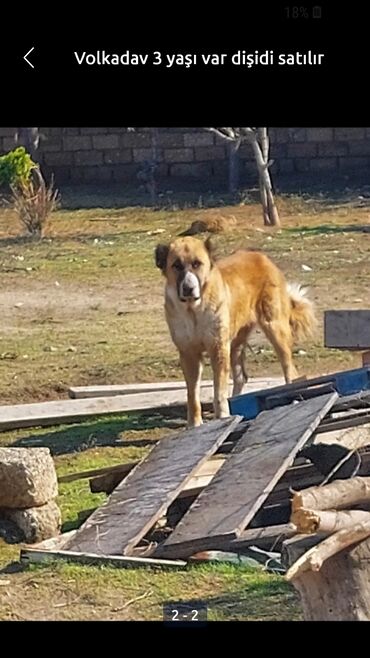 sivas kangal kanqal iti: Kanqal, 4 il, Dişi, Sənədli, Ünvandan götürmə