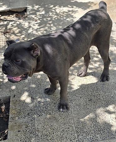 cane corso yavru: Kane-Korso, 2 il, Erkək, Peyvəndli, Ünvandan götürmə — 3