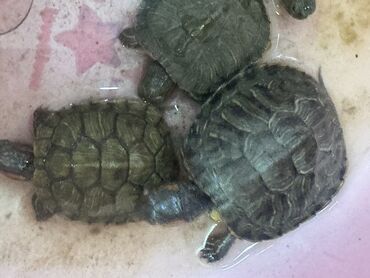 Другие животные: Красноухие черепашки,самые низкие цены,разным размеров и — 8