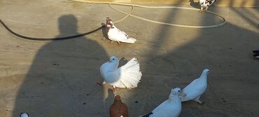 Göyərçinlər: Satılır: bəzək göyərçinləri dəsti - Növ: bəzək və uçuş üçün saxlanan — 5