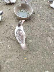 Digər quşlar: 8 ədəd lal ördək satılır.Unvan Biləsuvar .Qiymət 50 manat.2-3 aylıq — 1