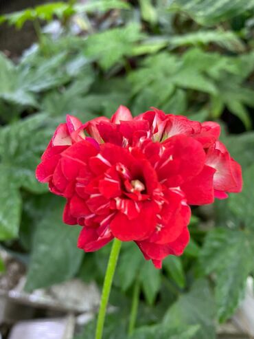 Другие комнатные растения: Пеларгония (плющелистная) — 2