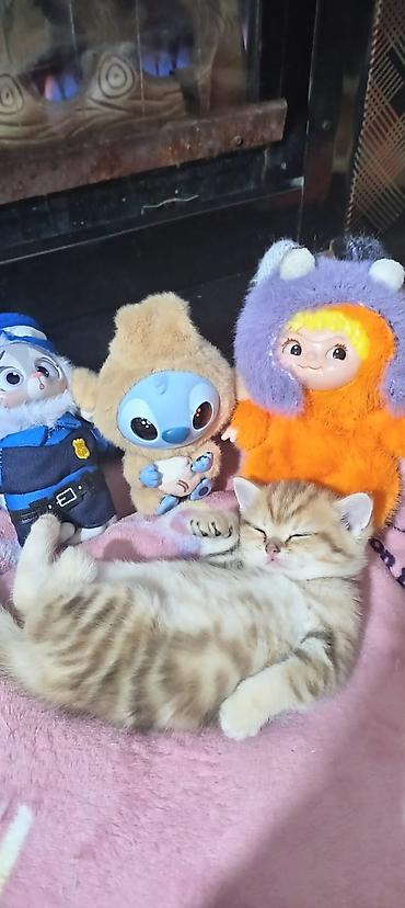 Pişiklər: Britan, Yaxşı əllərə — 11