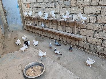 heyvan: Pavlinler satılır, 15 manat bir denesi, 12-13 ədəd heyvandır — 1
