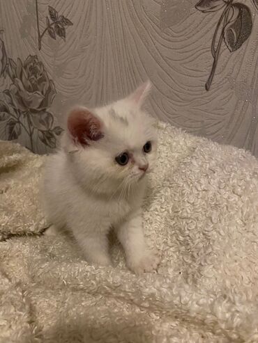 Pişiklər: Dişi, Ödənişli çatdırılma — 2